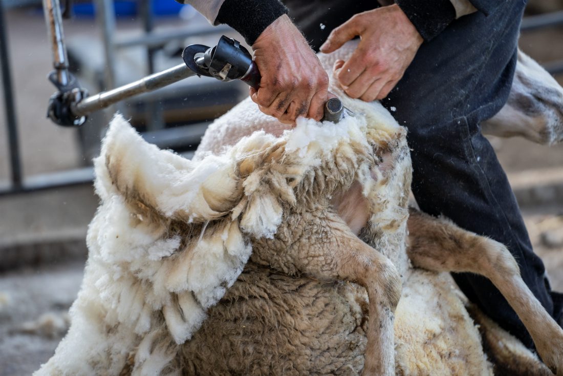 Schafscheren auf einem Schafbauernhof