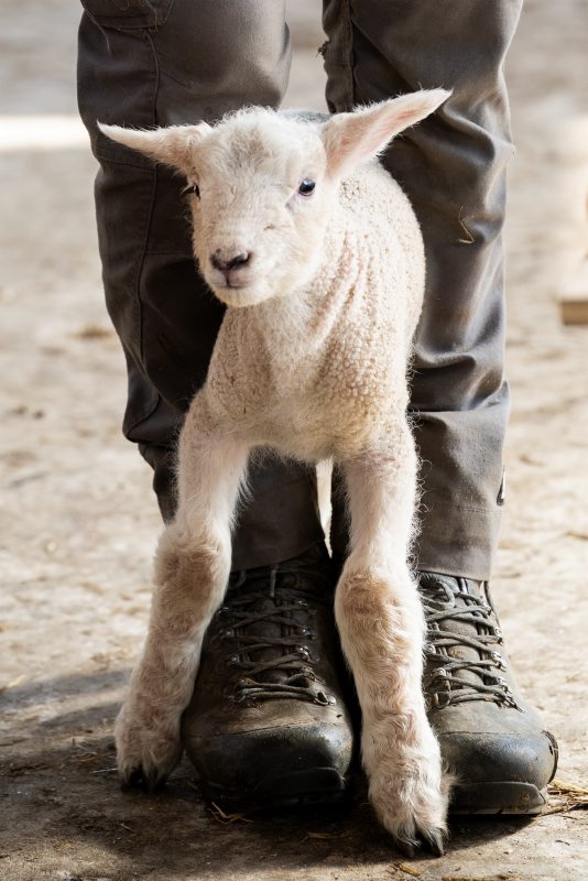 Lamm auf einem Schafbauernhof