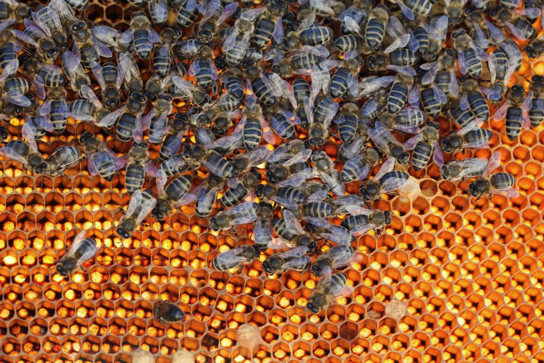 14 Portraets und Geschichten rund ums Thema Essen<br>Beatrice Meyer - 25 000 Bienen auf ihrem Dach bescheren ihr jedes Jahr 40 Kg Aussersihler Honig.